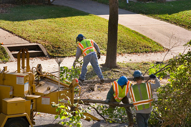 Why Choose Our Tree Removal Services in Shafter, CA?