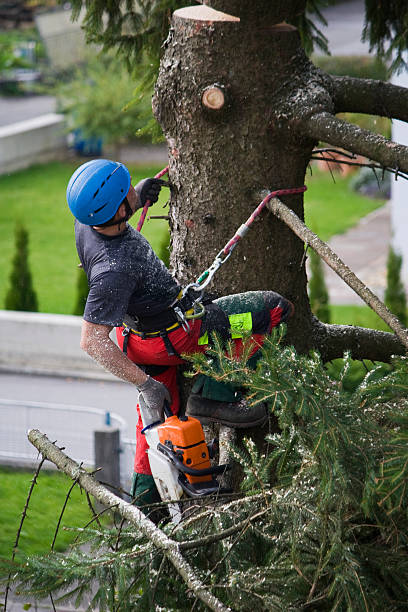 Trusted Shafter, CA  Tree Services Experts